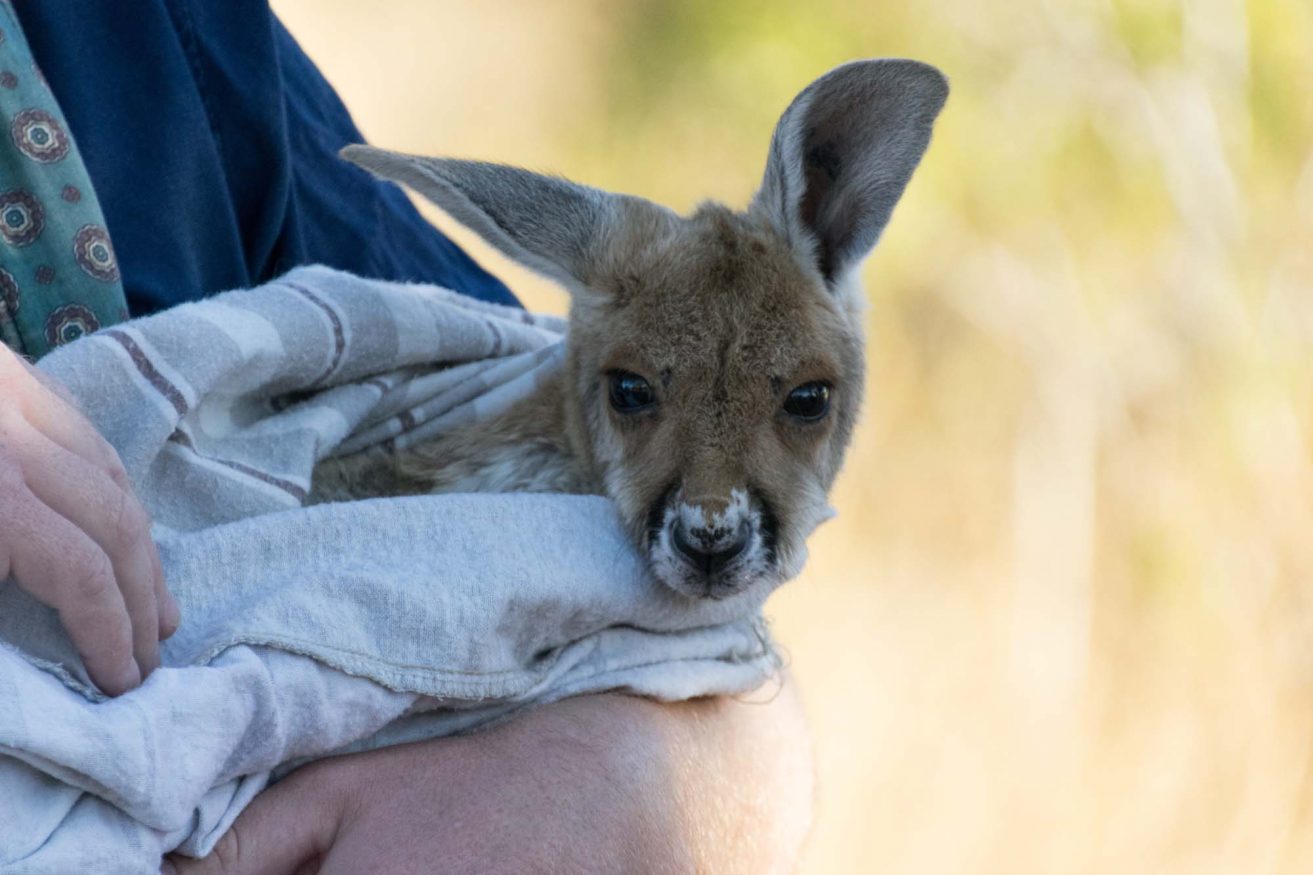 Backpacking Australia @exploreshaw baby kangaroo
