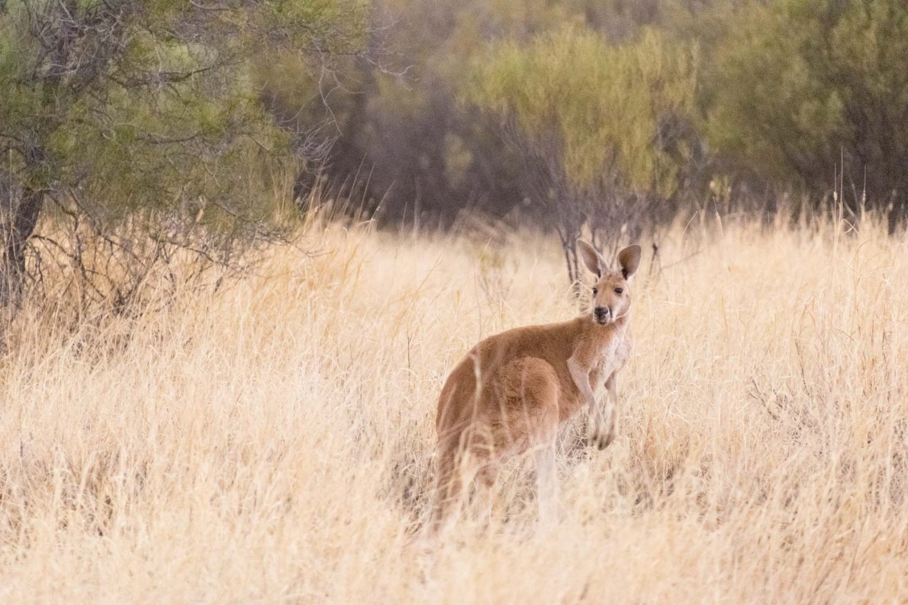 Backpacking Australia @exploreshaw Kangaroo
