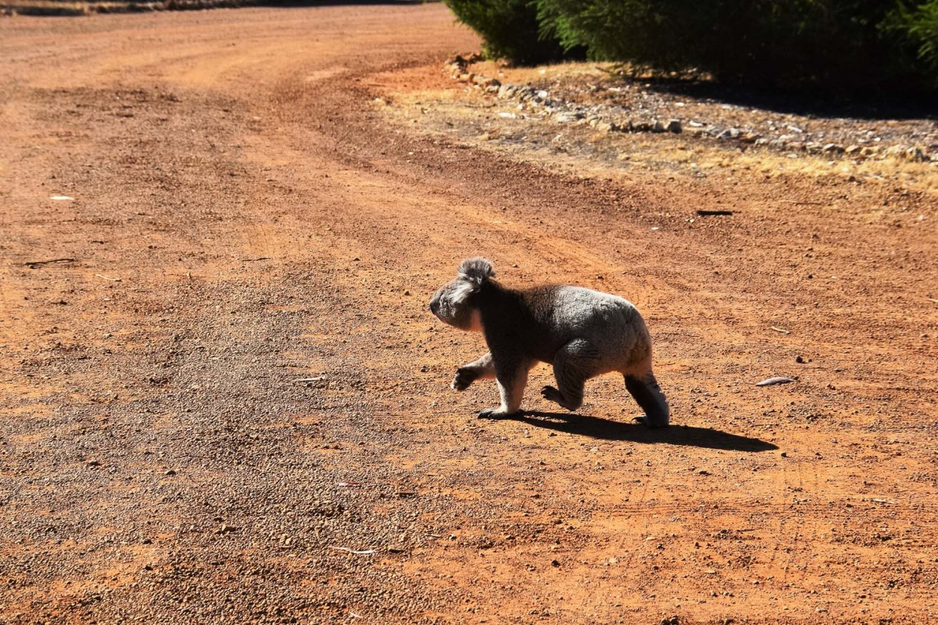 Backpacking Australia @exploreshaw koala in the road
